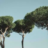 What is the Palatine hill