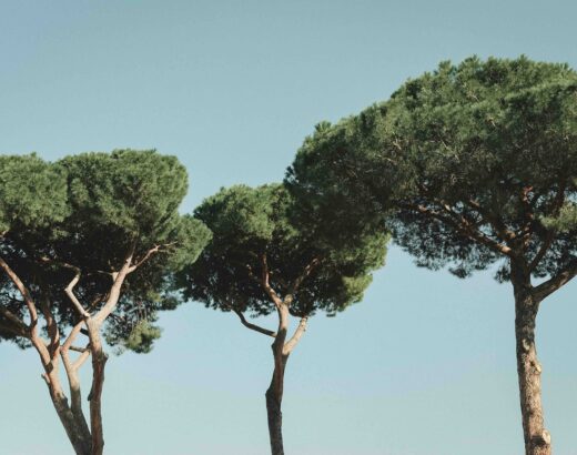 What is the Palatine hill
